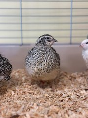 25+ Assorted Coturnix Fertile Quail Hatching Eggs – Variety Of Color