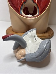 Denoyer-Geppert Body Torso Anatomical Model See Description