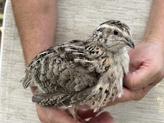 60++ Fertile Jumbo Multi Color Coturnix Quail Hatching Eggs
