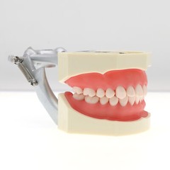US 28Pcs Dental Typodont Teeth Model fits Kilgore NISSIN 200 Type Teeth Teeth