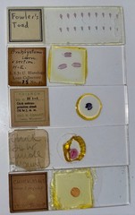 Embryology Microscope Slide Set 25 – aquatic, amphibian, chick, and mammal