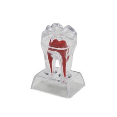 Dentist Dental Crystal Base Hard Plastic Teeth Tooth Molar Model Separable
