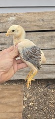 12+ Extremely Rare BLUE Real Indio Gigante Hatching Eggs RRA (((GUARANTEE)))