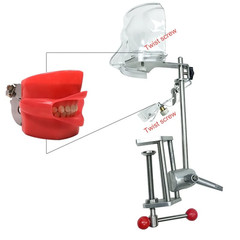 Simple Head Model Dental Simulator Phantom Manikin with Teeth for Dentist Teach
