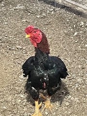 9 – KO SHAMO BANTAM EGGS VERY FRESH SUPERB QUALITY these will Ship 2day FedEx