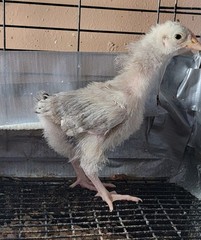 6 English Orpington Hatching Eggs Rare & Unusual Colors*new Pics *