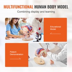 VEVOR Human Brain Model Anatomy Teaching Brain Model 4-Part Labeled 2X Enlarged