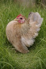 2+1 Micro & Size A & B 100% Pure Serama Hatching Eggs Malaysian And Traditional