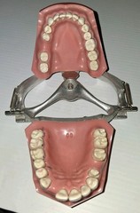 Vintage Columbia Dental Dentoform Typodont 1361 1362