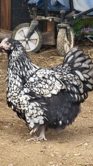 6 English Orpington Hatching Eggs Rare & Unusual Colors*new Pics *