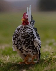2+1 Micro & Size A & B 100% Pure Serama Hatching Eggs Malaysian And Traditional