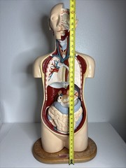 Denoyer-Geppert Body Torso Anatomical Model See Description