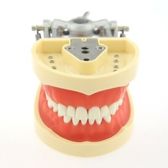 US Kilgore Nissin 200 Type Dental Typodont Model 32pcs Removable Teeth