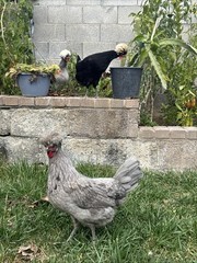 12+ FERTILE CHICKEN PUREBRED POLISH HATCHING EGGS QUICK SHIP USPS PRIORITY MAIL