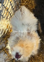 6 Silkie Calico Splash/Calico Paint Project Pen Hatching Eggs NPIP/AI