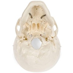 Medical Anatomical Skull Model – 1:1 Life Size Replica Anatomy Adult Human He…