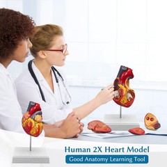 2X Enlarged Anatomical Heart Model,4-Part Removable with Ventricles Atria Val…