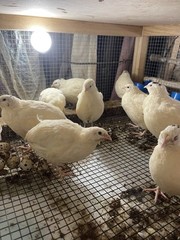 25++ Fertile Jumbo Wild White Coturnix Quail Hatching Eggs
