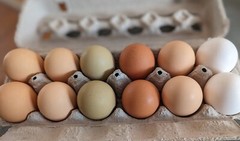One Dozen (12) Barnyard Mix Fresh Fertile Hatching Eggs NON GMO Feed FREE RANGE