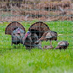 Updated Poultry Netting, Portable Electric Livestock Mesh Fence 47.5″ H x 168′ L