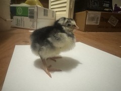 12 Hatching Eggs Giant Chicks Hybrid – Indio Gigante Dual Purpose Egg Layers