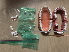 CDCA ADEX Endo Teeth #8 (X7) Pros Teeth #3 (X2) Pros Teeth #5 (X2) + Typodonts