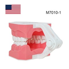US 1:1 Typodont Teeth Model M7010-1 for Brushing Flossing Practice Teaching