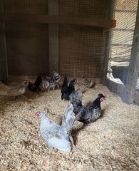 12++ Puerto Rico Imported Kiki Riki Hatching Eggs