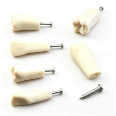 US 32Pcs Dental Individual Replacement Teeth Fits Columbia 860 Typodont Model