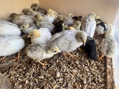 24 Button Quail Hatching Eggs, Multiple Colors