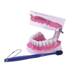 Dental Typodont Teeth Model with Braces Orthodontic Teaching Patient Demo Study