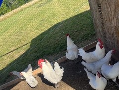 6+ American Bresse FRESH & FERTILE Hatching Eggs
