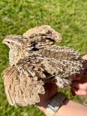 100+ RARE COLORS Coturnix Quail Hatching Eggs NPIP AI Free