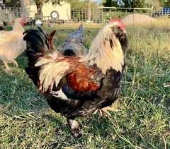 12+ Rainbow Chicken Hatching Assortment Ameraucana, Faverolles, Marans, EE / OE