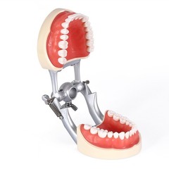 Dental Typodont Model With Removable Screw-in Teeth Anatomical Screw Mounted