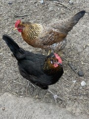 12+6 Fresh Fertile Hatching Eggs, Blue, Green, Mint, Olive, BYM +Cemani +