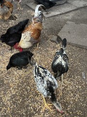 12+6 Fresh Fertile Hatching Eggs, Blue, Green, Mint, Olive, BYM +Cemani +