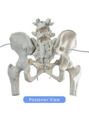 Movable Female Pelvis Model w/Elastic Two Movable Femur Heads and Joints, Lif…