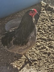 ARAUCANA FERTILE EGGS 12 + Standard size BLUE BLACK SPLASH