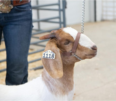 Weaver Leather Livestock Adjustable Brahma Webb Goat Halter