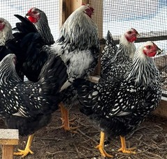 8+ Silver Laced Wyandotte PURE- Fertile Hatching Eggs!