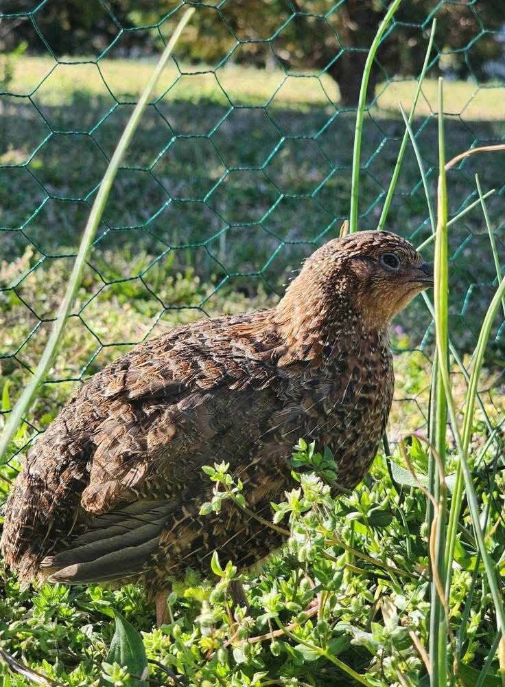 25+ Assorted Coturnix Fertile Quail Hatching Eggs – Variety Of Color