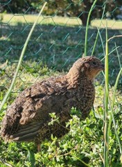 25+ Assorted Coturnix Fertile Quail Hatching Eggs – Variety Of Color