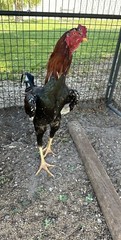 4 Indio Gigante hatching eggs Brazil. NPIP~ AI TALLEST CHICKEN BREED IN WORLD 🌎