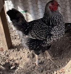 Silver Laced Whyndotte Hatching Eggs 12+2 Eggs