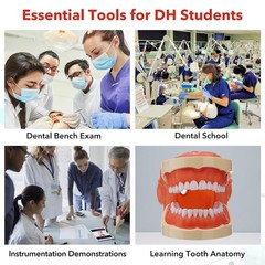 Dental Typodont Teeth Model Dental Simulator Dental Mannequin Implant Head Model