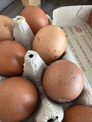 6+ Beautifully Speckled Dark Brown Golden Cuckoo Marans Hatching Eggs.