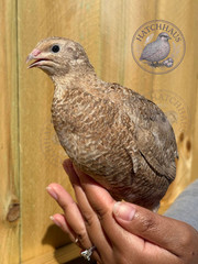 24 JUMBOS RARE COLORS Coturnix Quail Hatching eggs – assorted colors variety