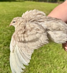 100+ RARE COLORS Coturnix Quail Hatching Eggs NPIP AI Free