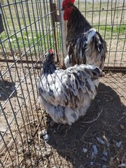 6+ Blue Splash English Orpington show quality hatching eggs